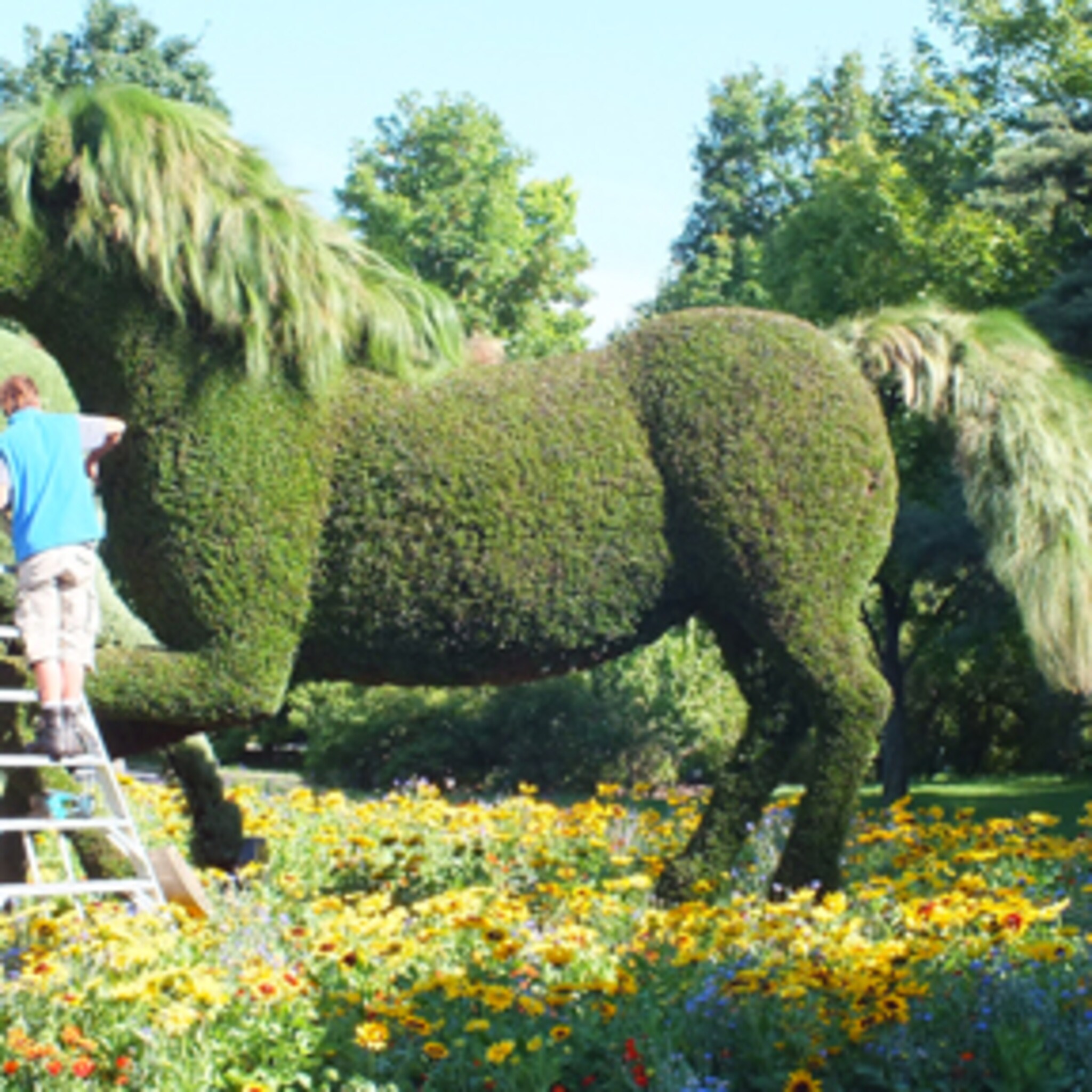 paard van gras
