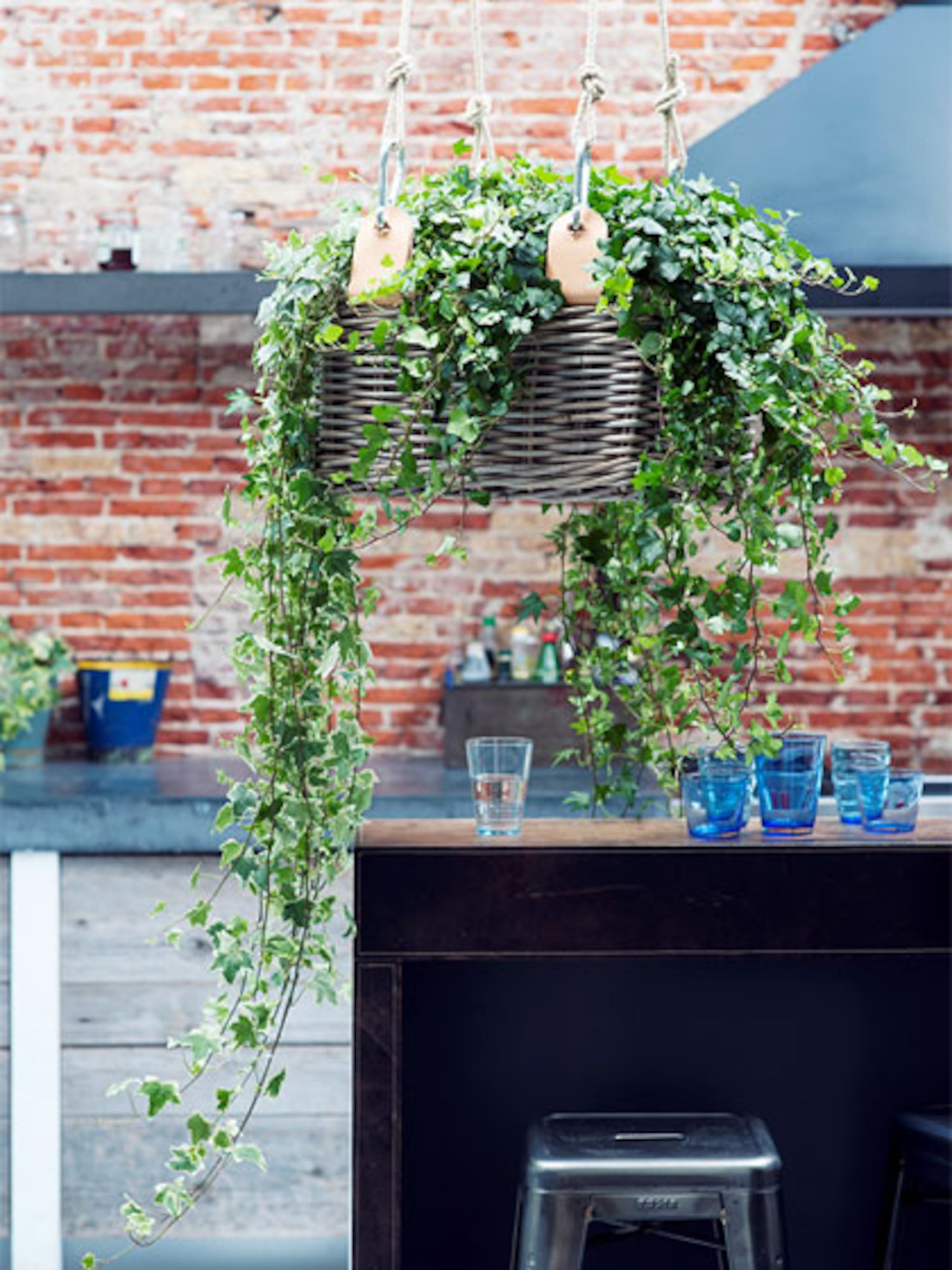 hanging basket voor klimop