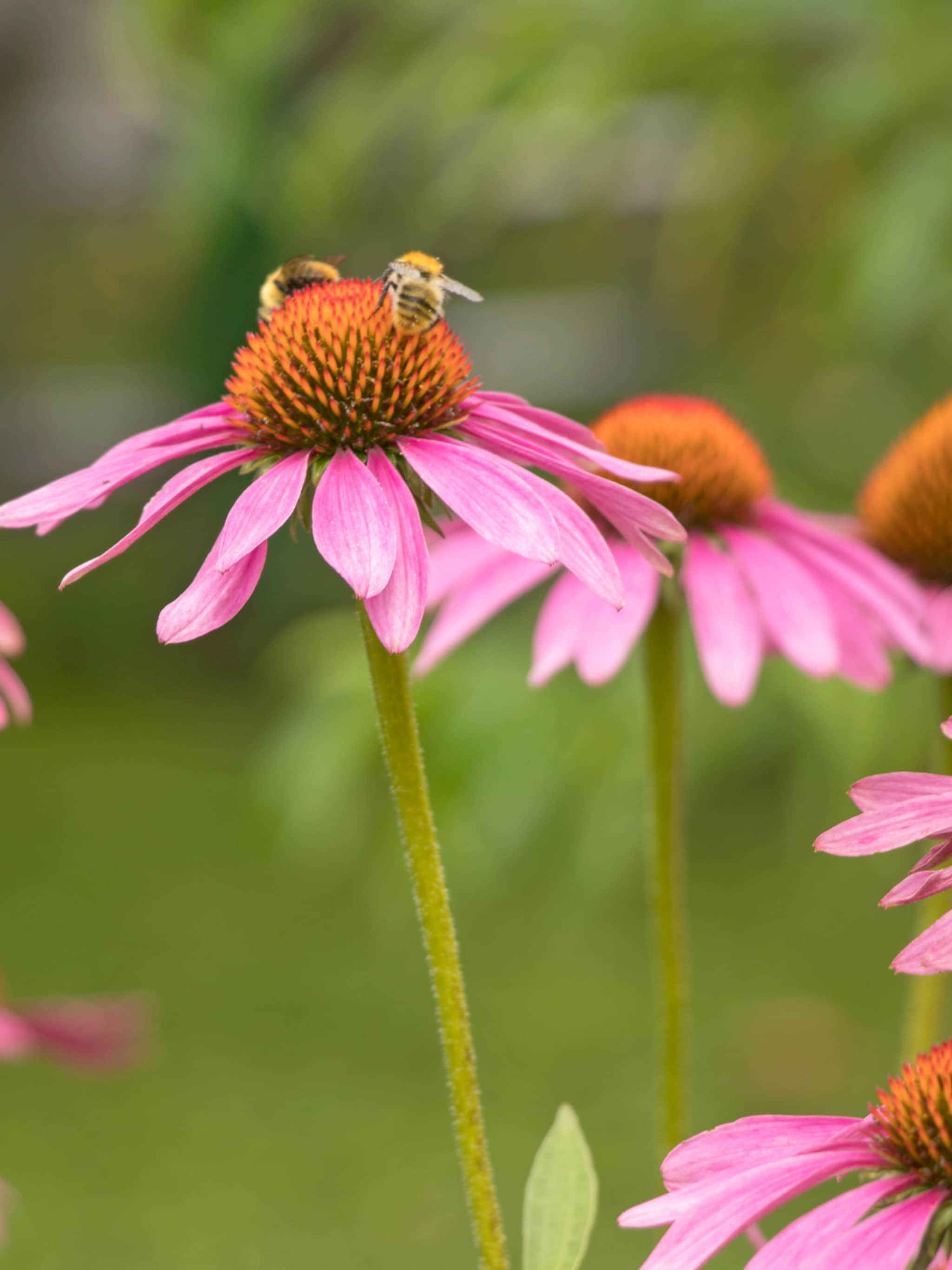 3x mooie vaste planten combinaties voor de border