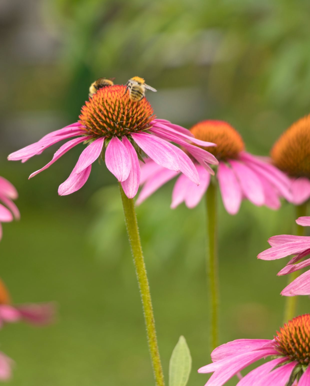 3x mooie vaste planten combinaties voor de border Canva