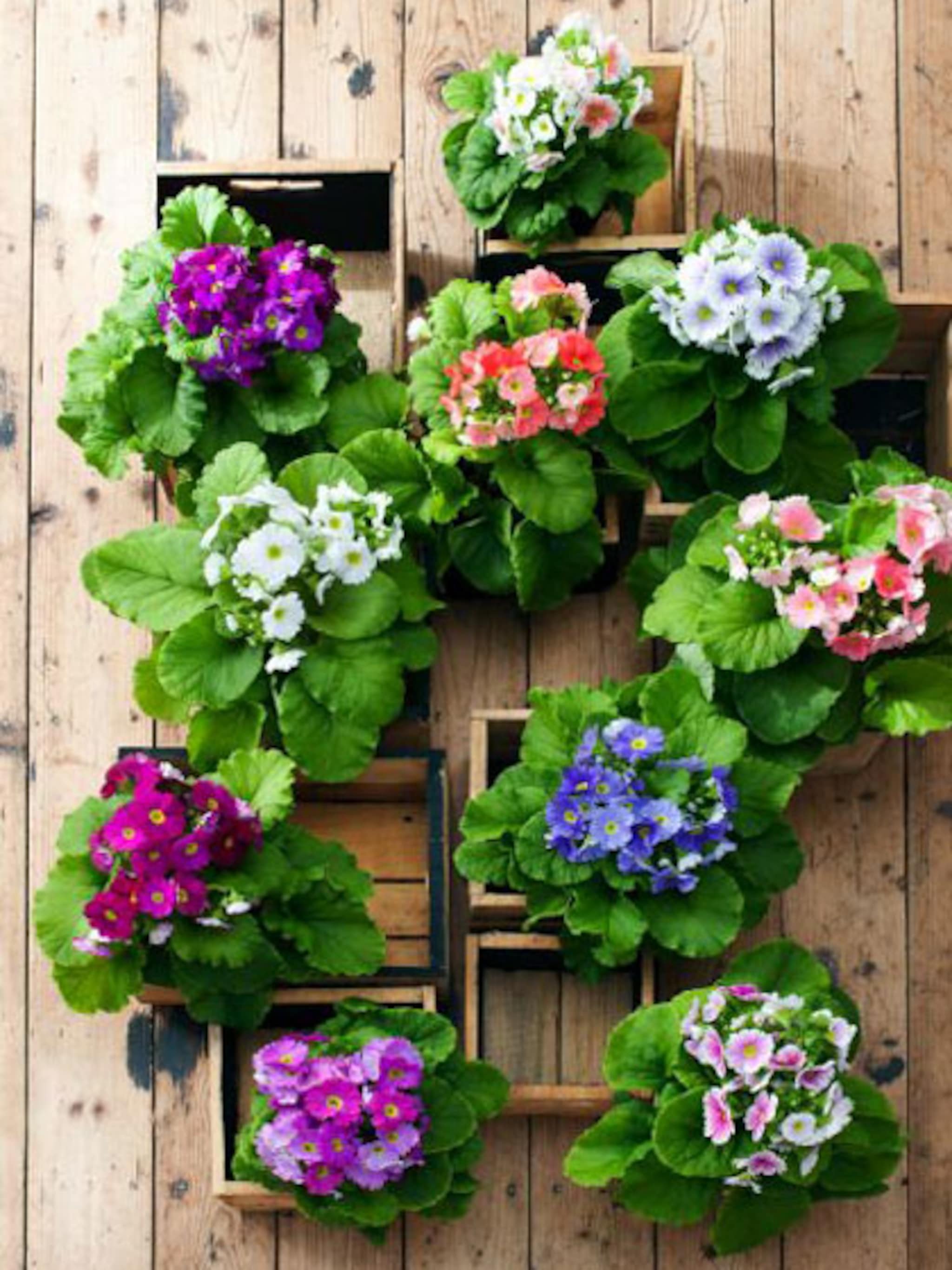 prima primula