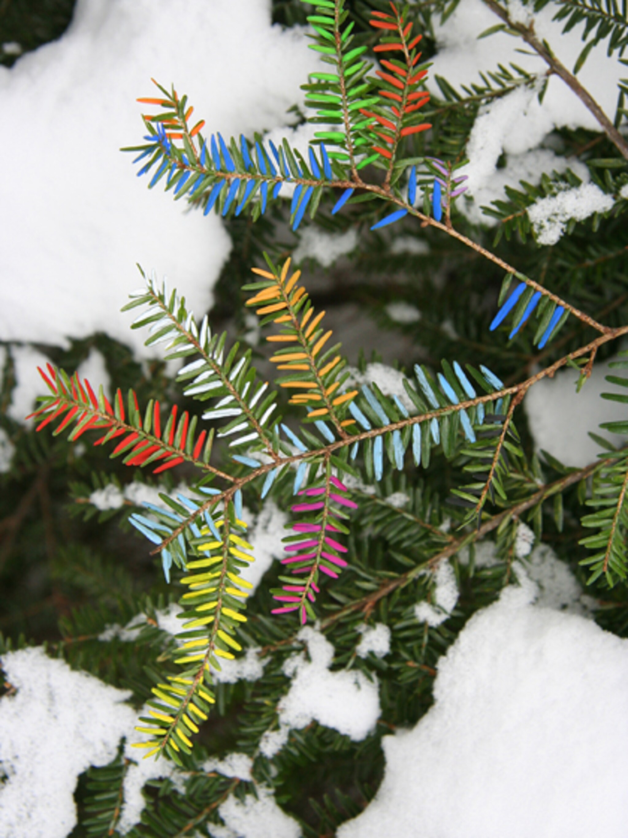 betover de winter