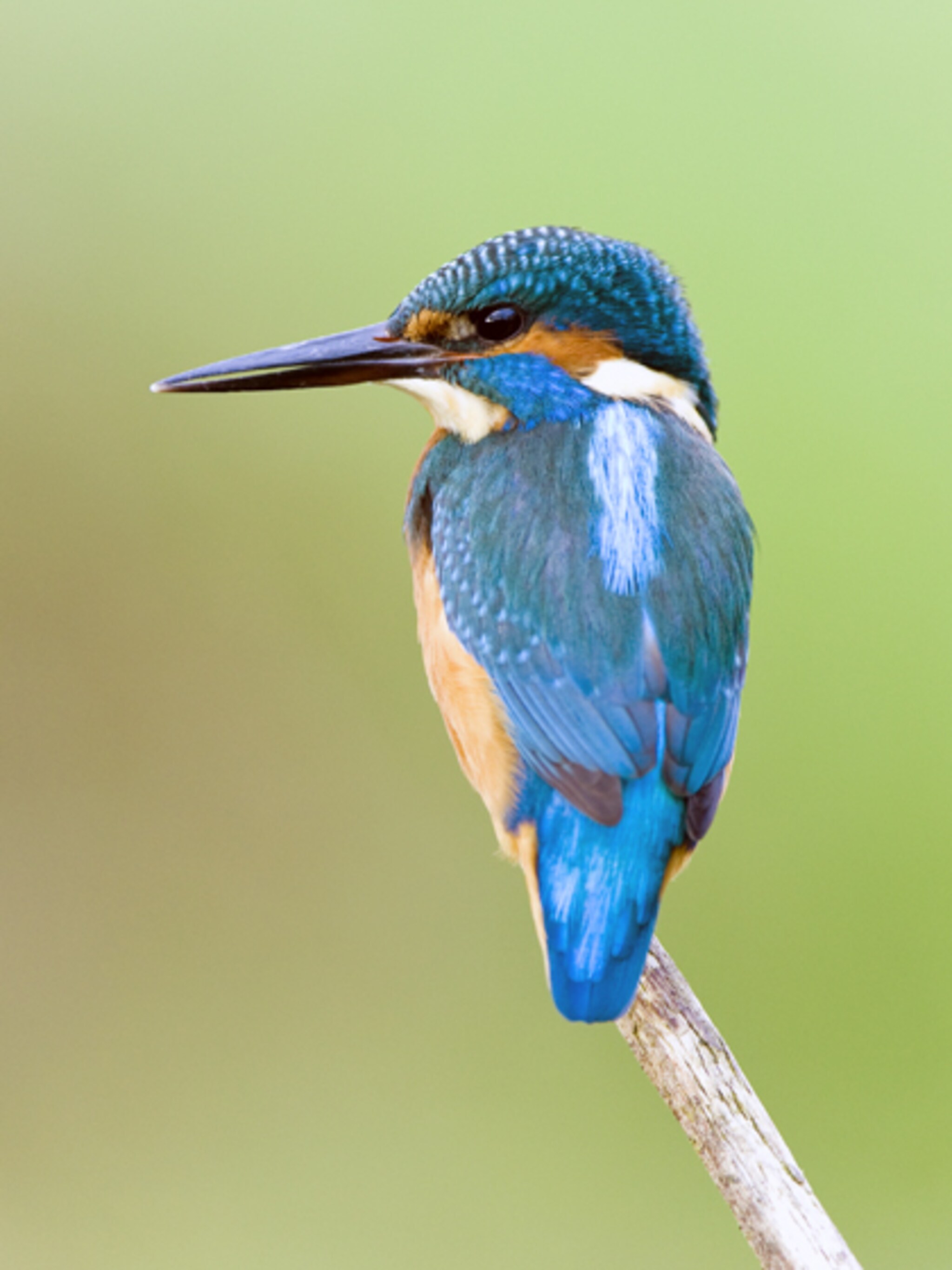 ijsvogels spotten