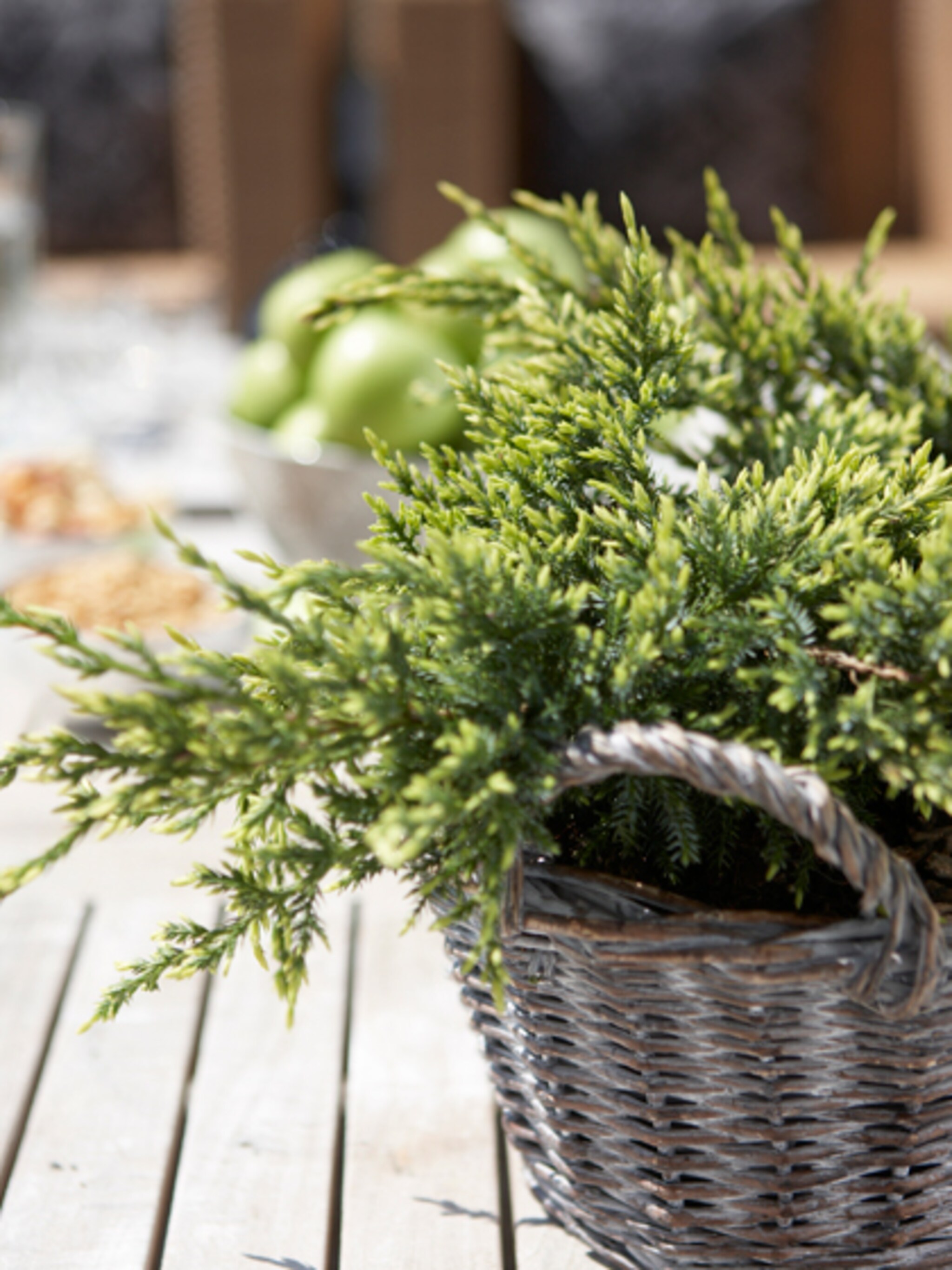 groen winterterras