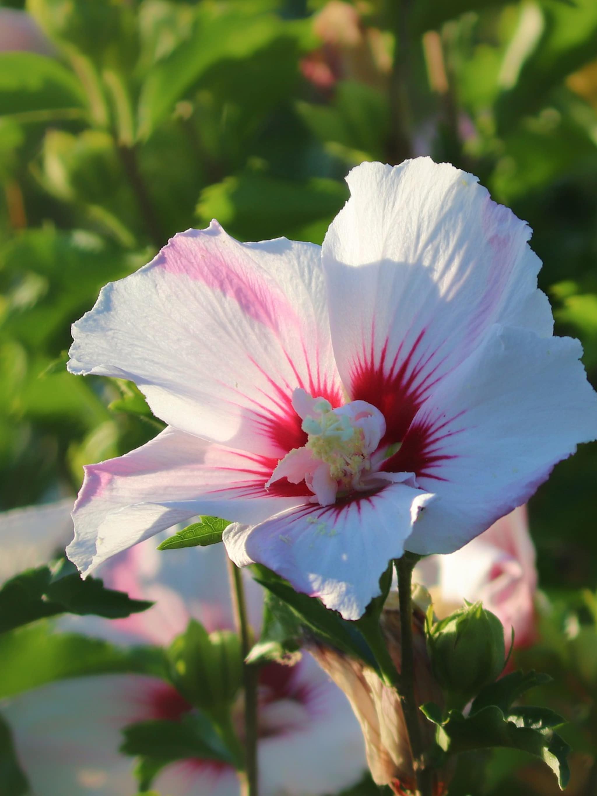 alles over de hibiscus