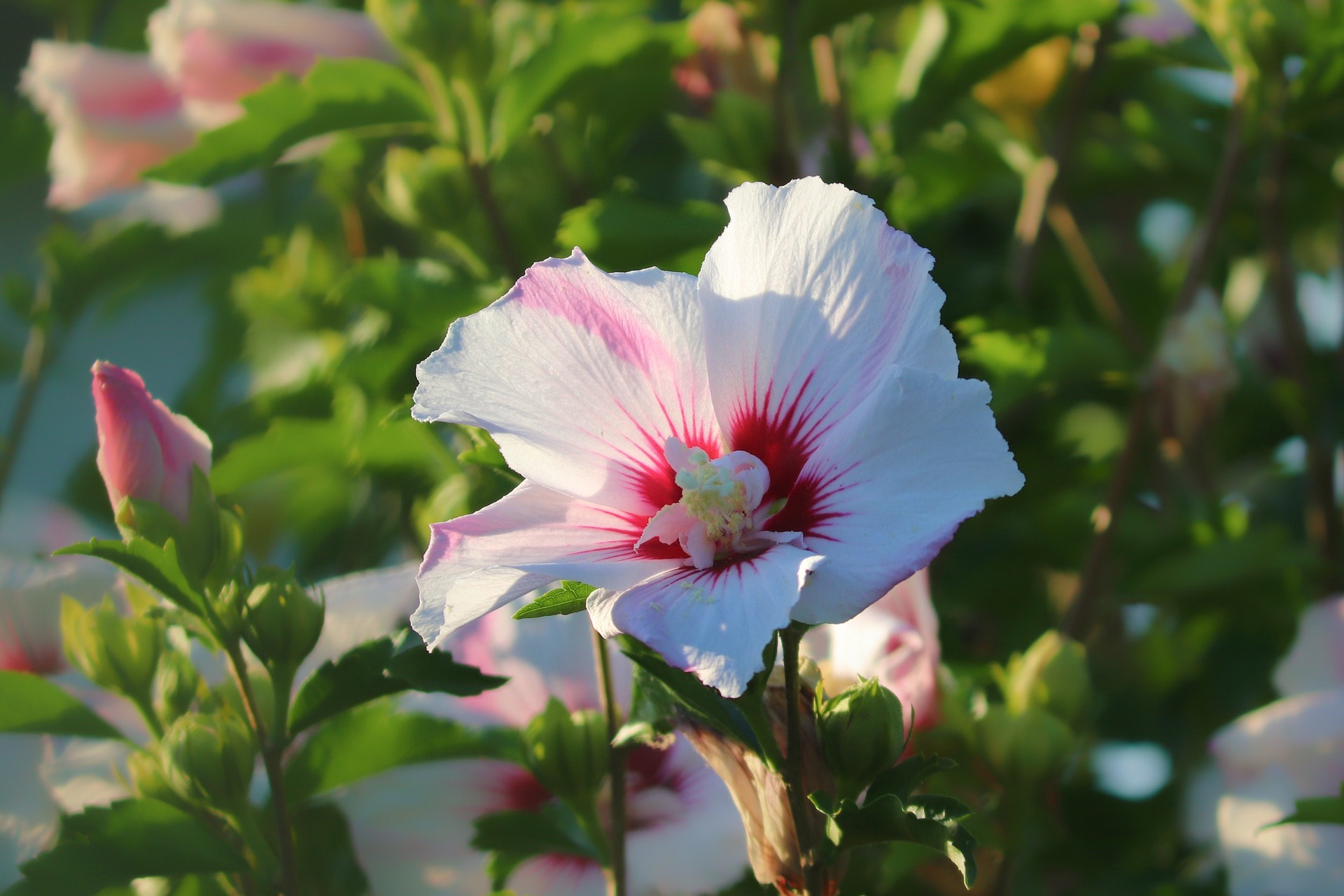 beeld vtwonen tuinieren-plant-hibiscus