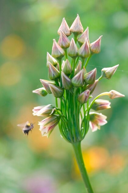 beeld vtwonen Nectaroscordum siculum ssp bulgaricum (syn. Allium siculum)