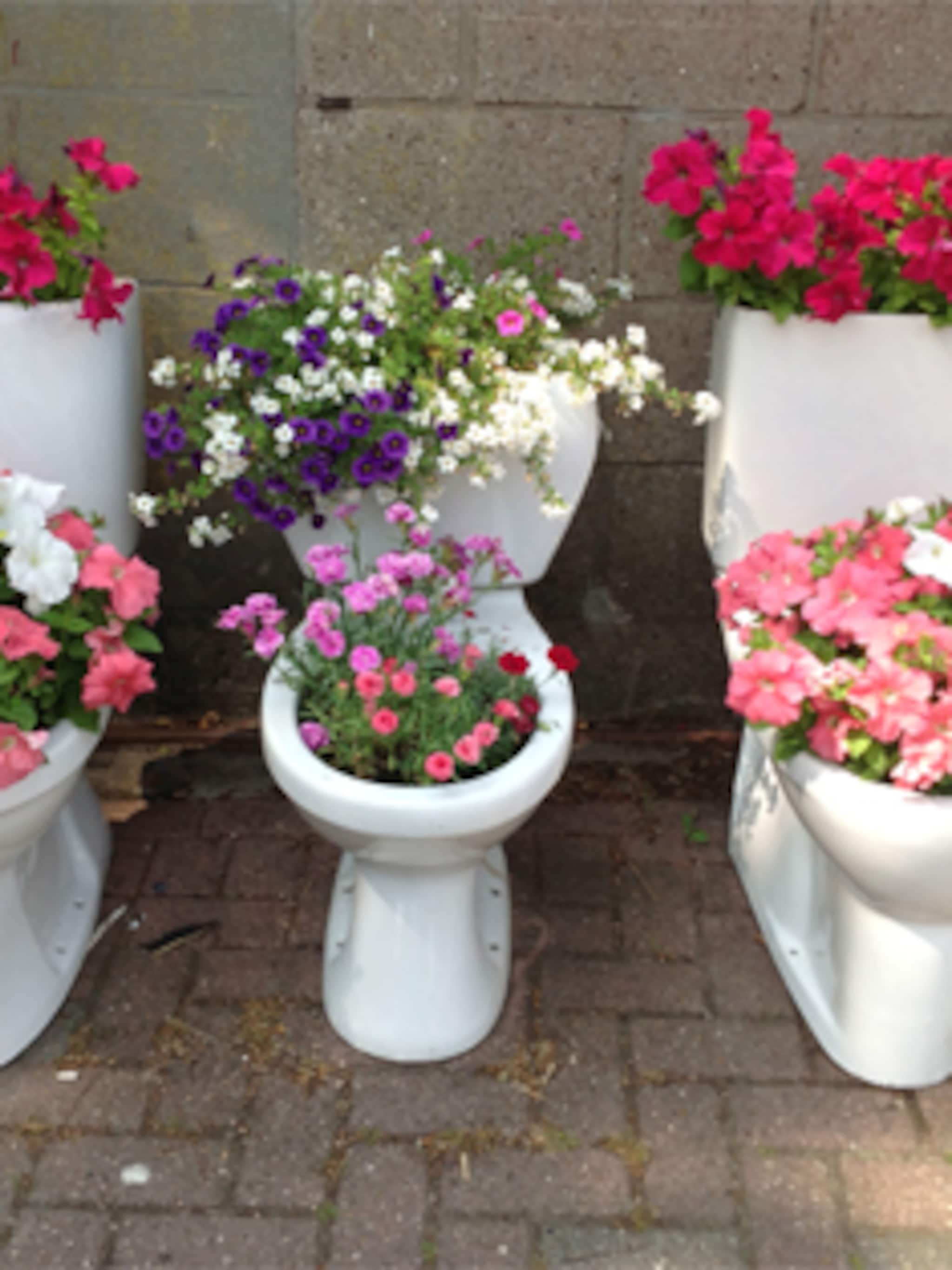 planten in vreemde pot
