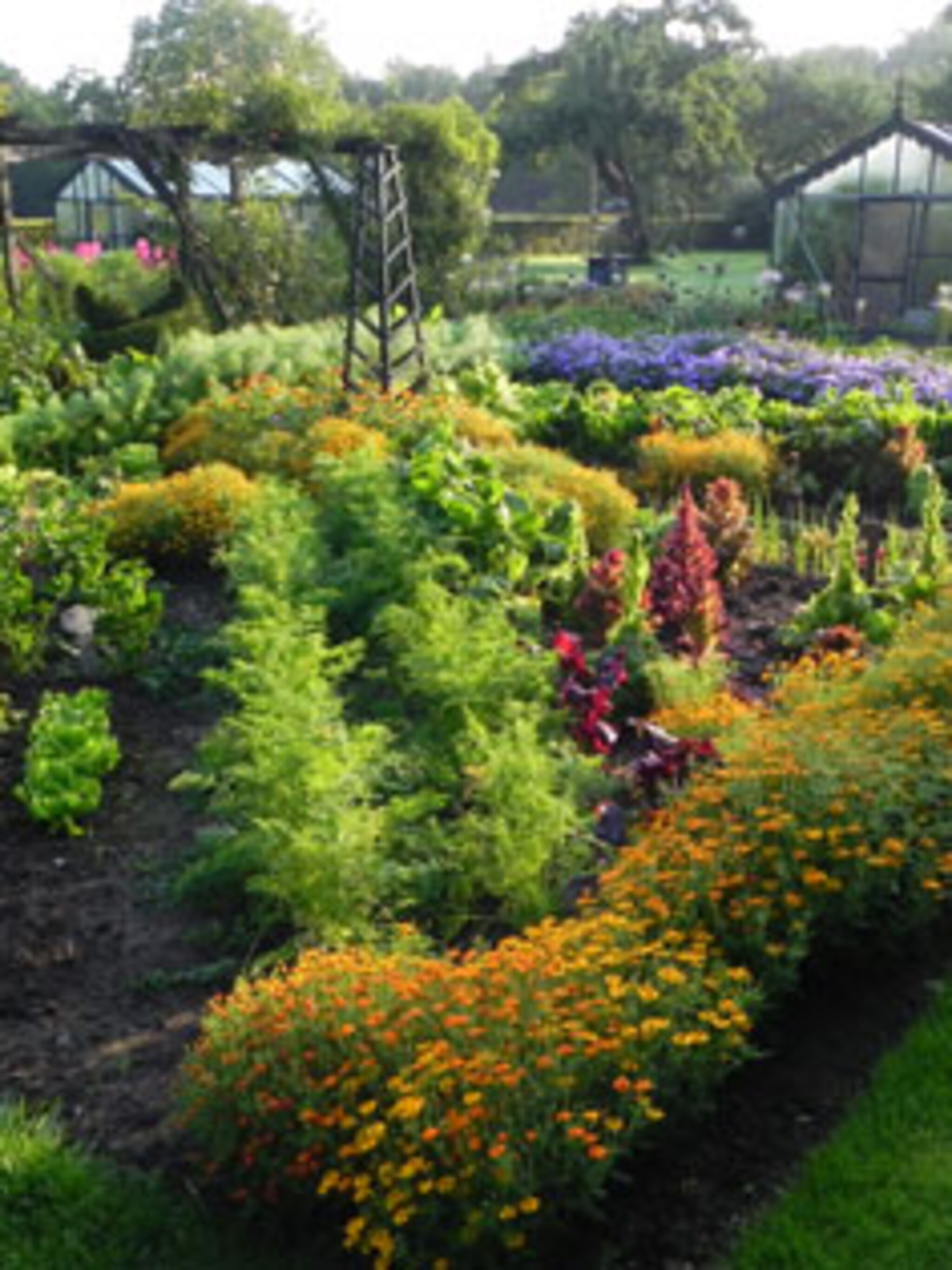 companion planting