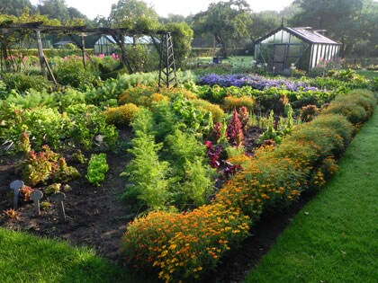 Companion planting