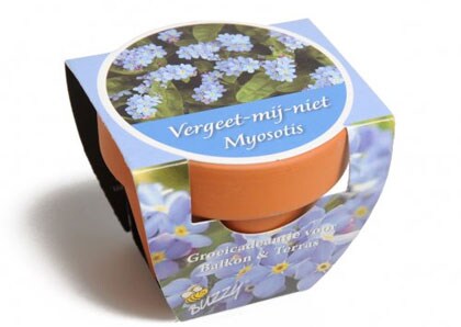 Vergeet mij nietje