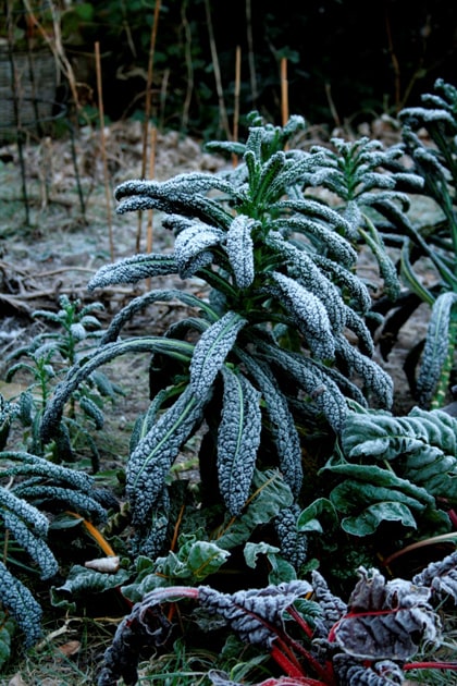 Wintertuin palmkool