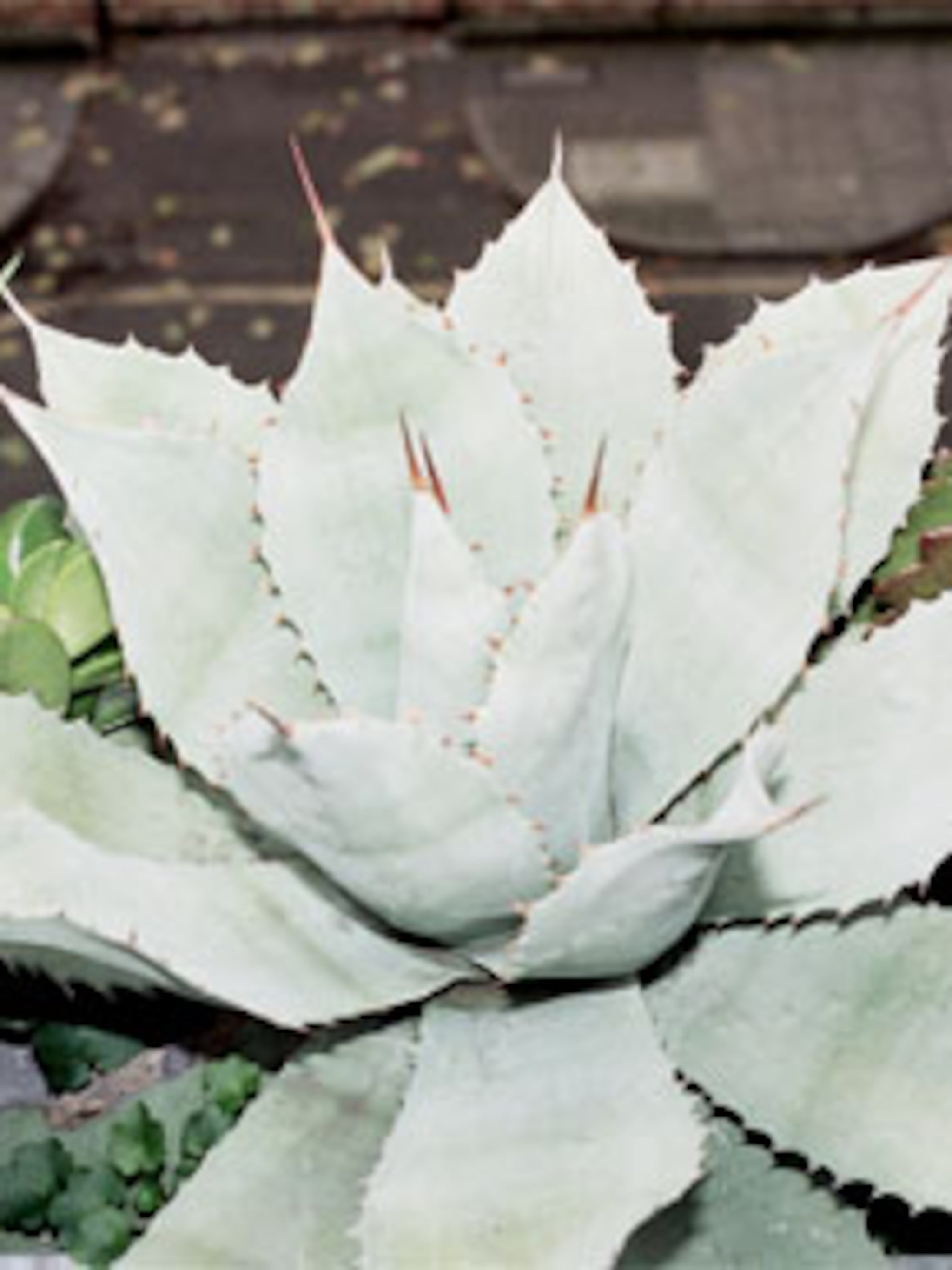 kantoorplanten
