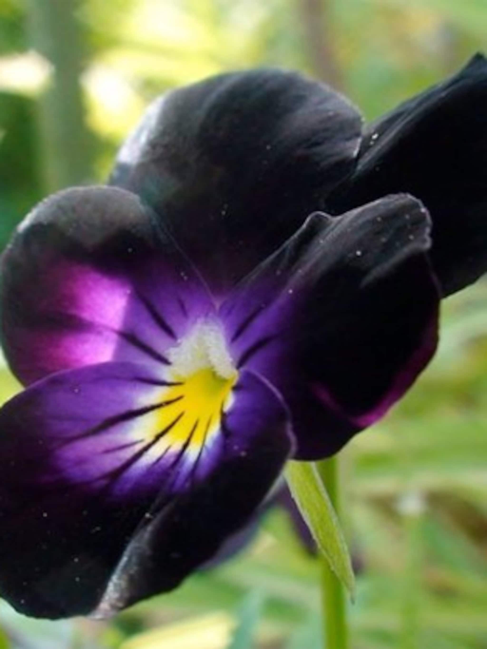 mysterieuze bloemen