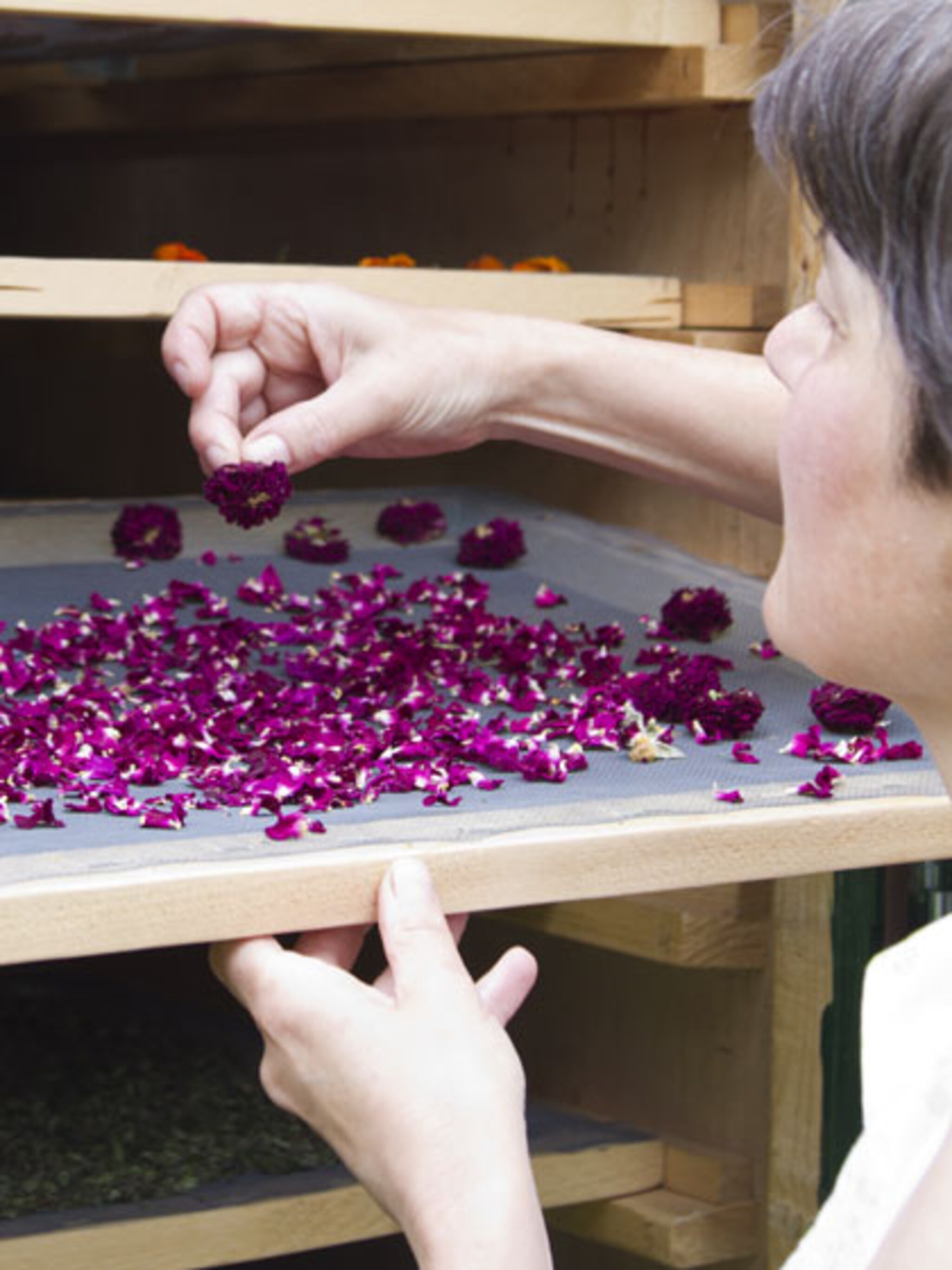 kruiden en bloemen drogen