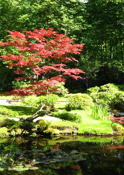 Japanse bezoektuin Japanse bezoektuin
