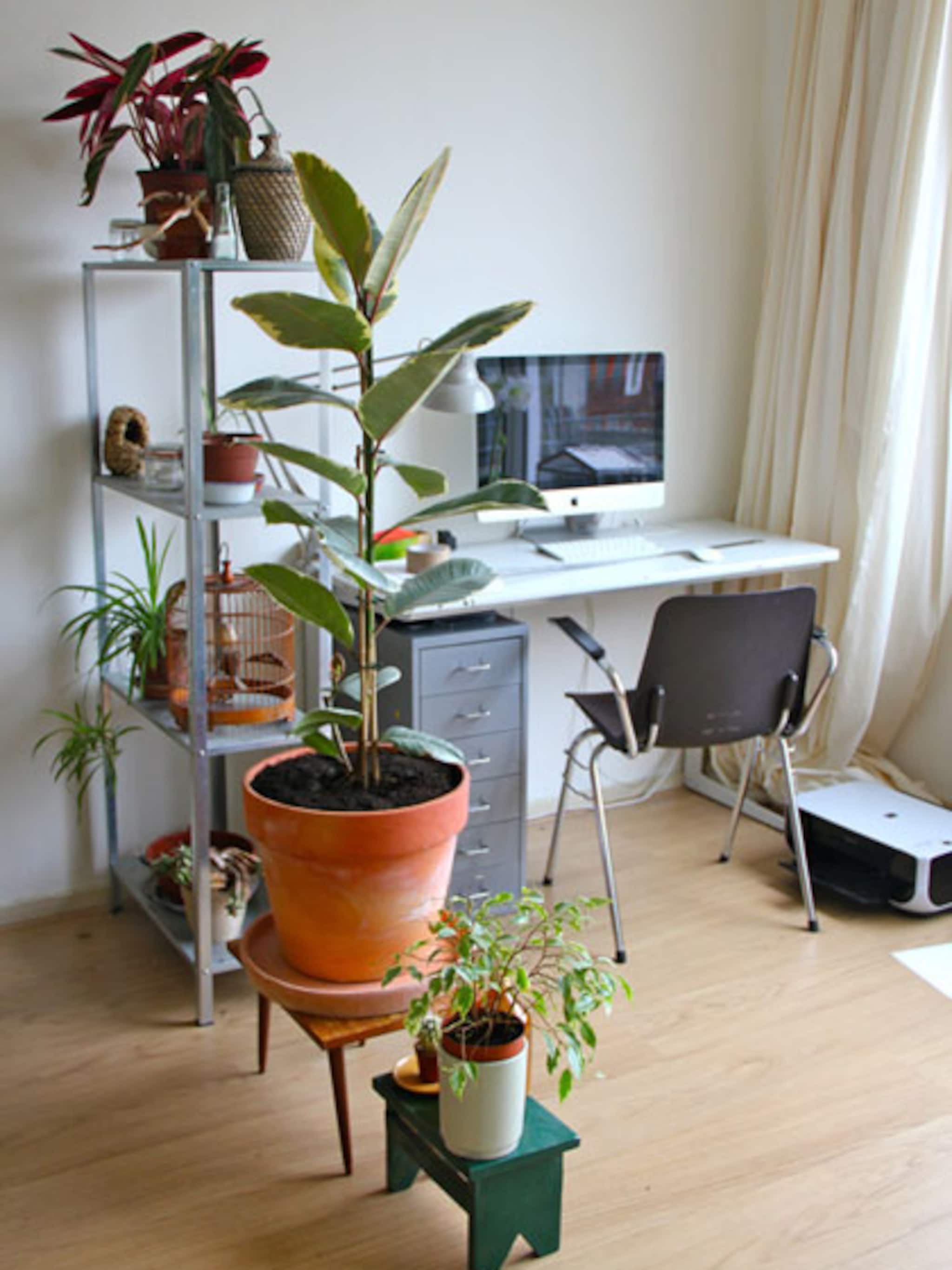 het plantenasiel