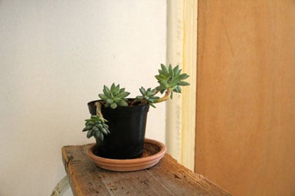 Gratis plant Gratis plant