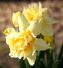 beeld vtwonen "Butter and eggs"-narcissen