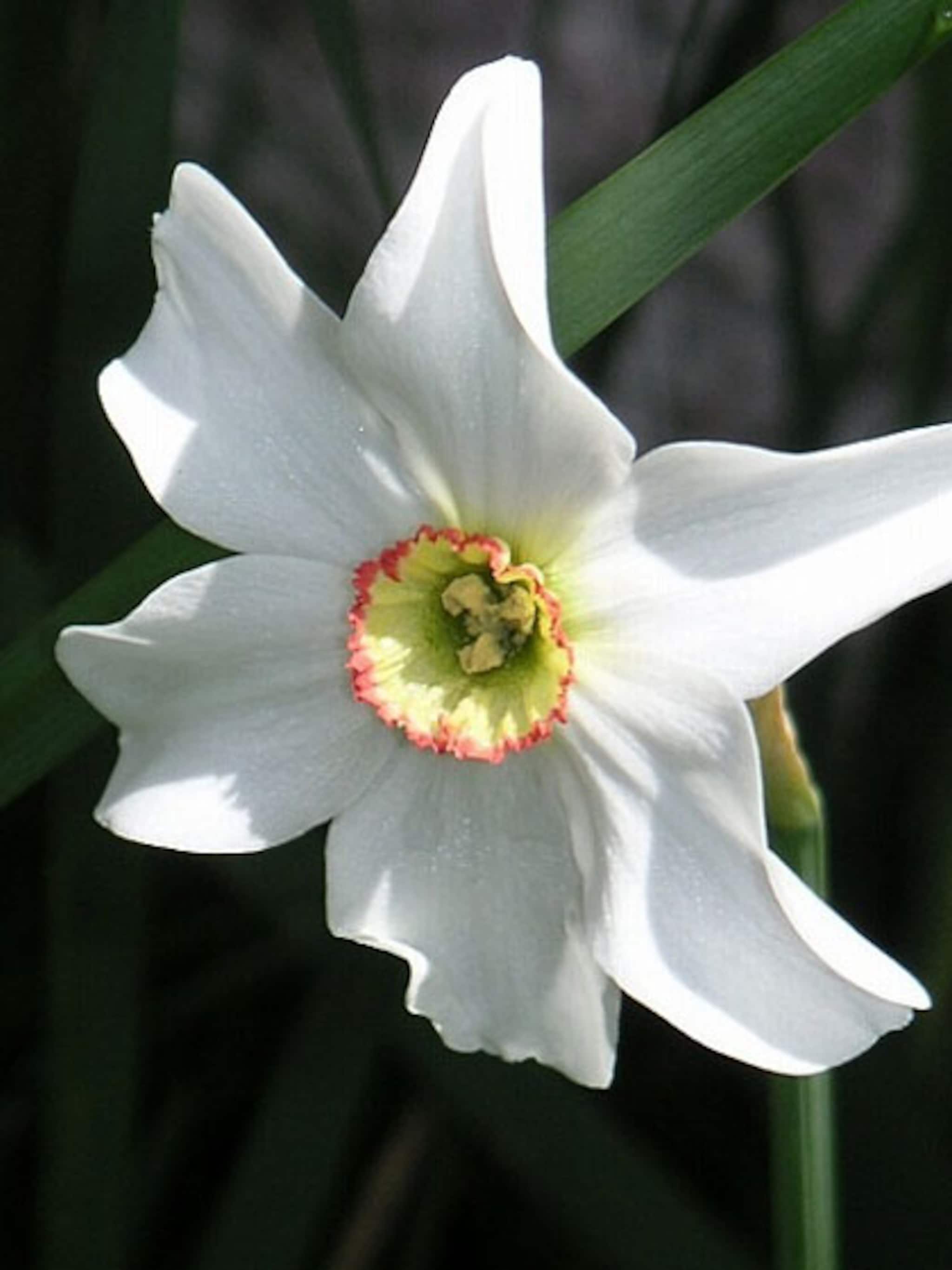 antieke narcissen