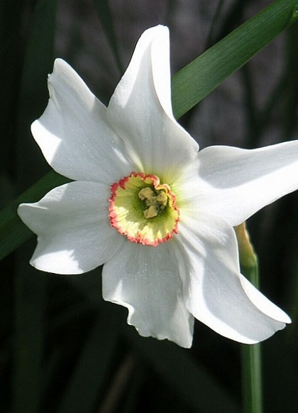 beeld vtwonen Narcissus poeticus