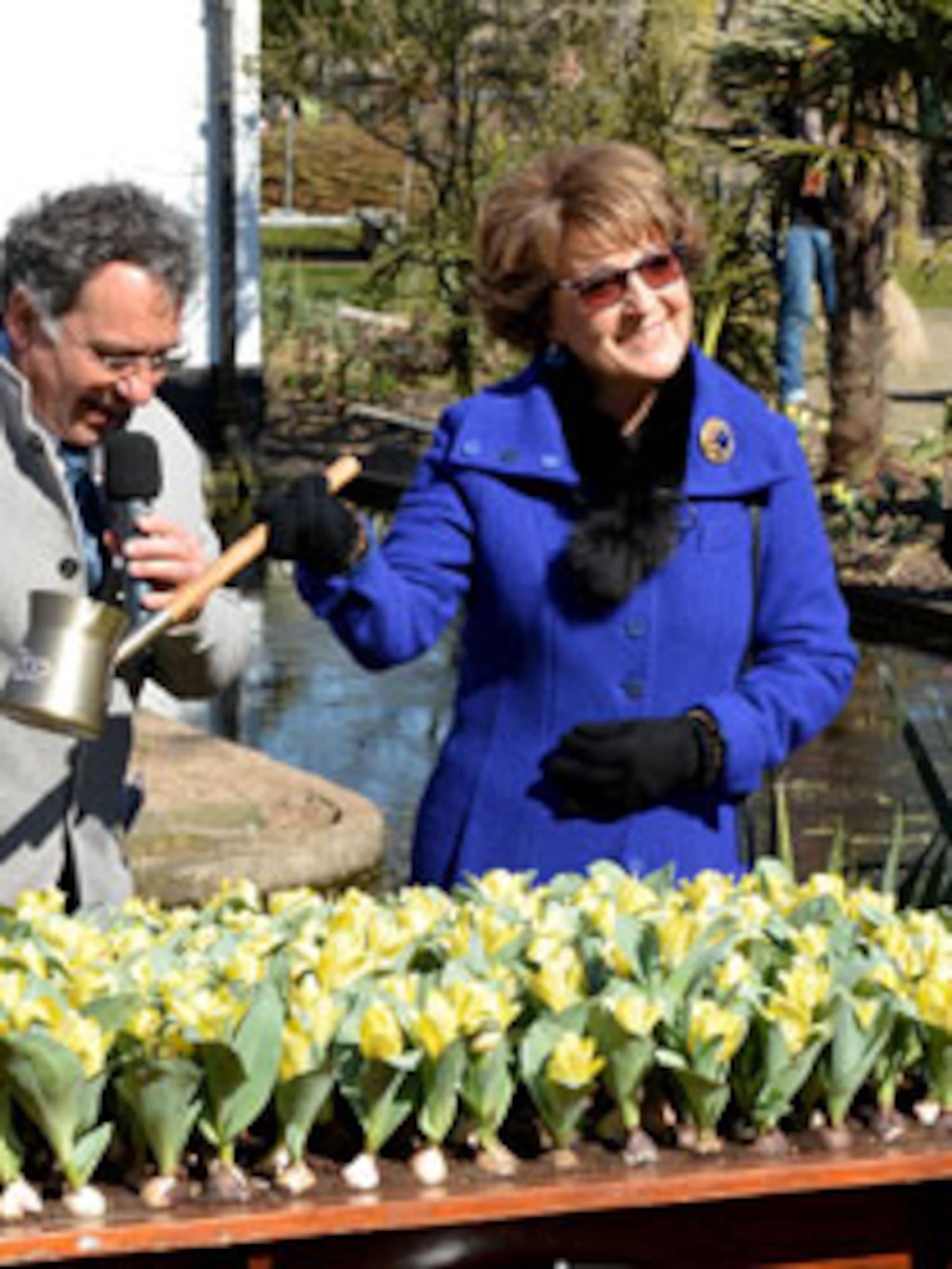 nieuw de tulp van artis