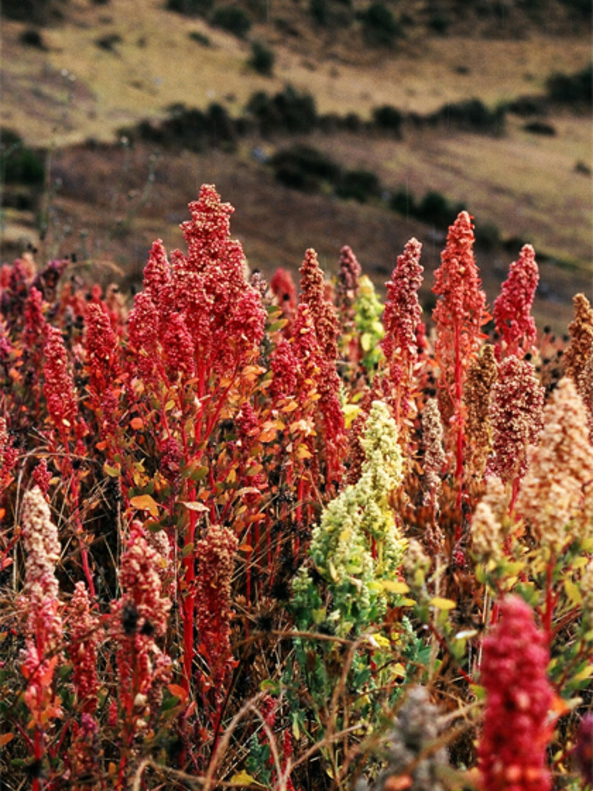 in de keuken en in de tuin quinoa
