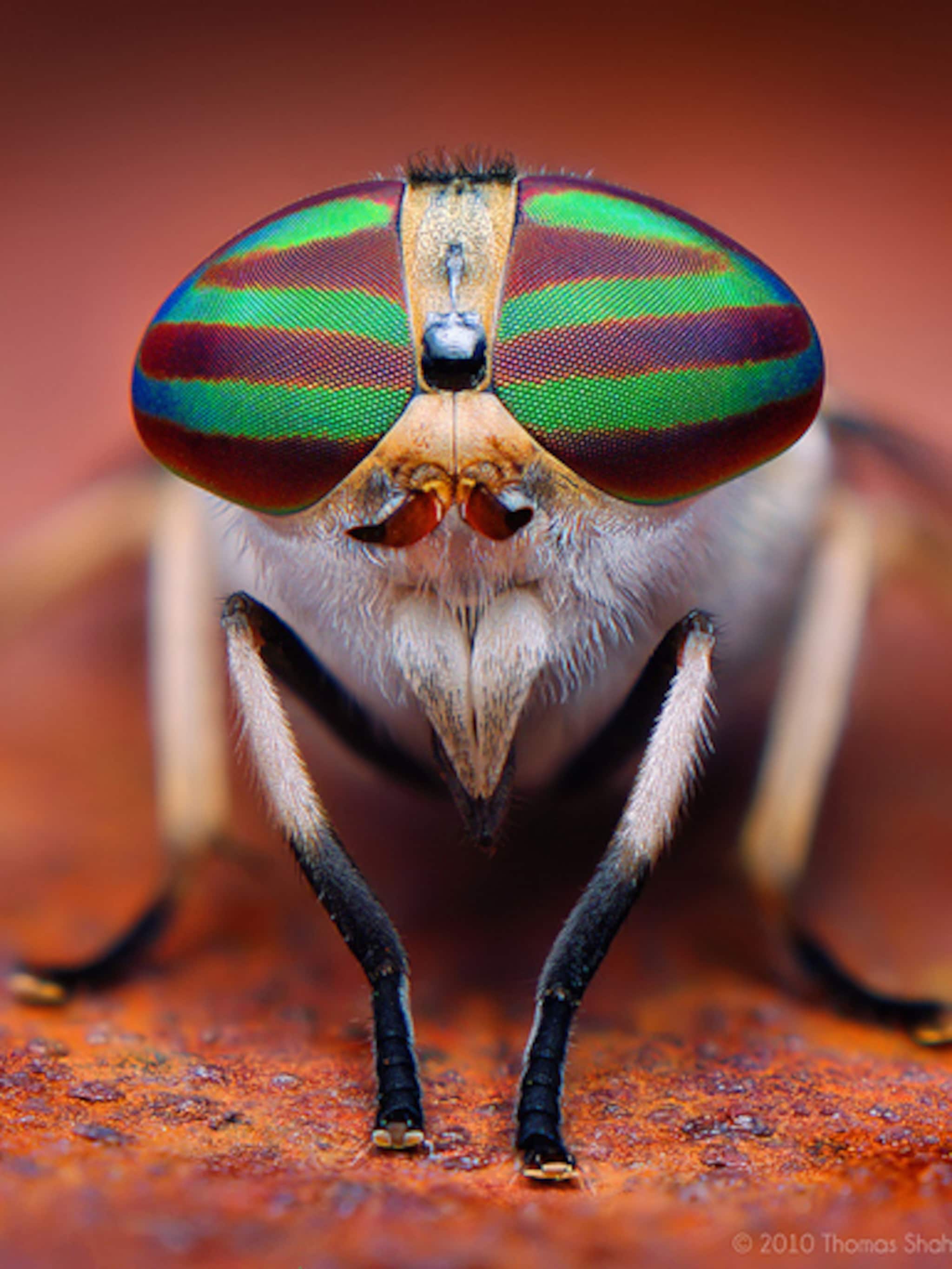 insecten van heel dichtbij