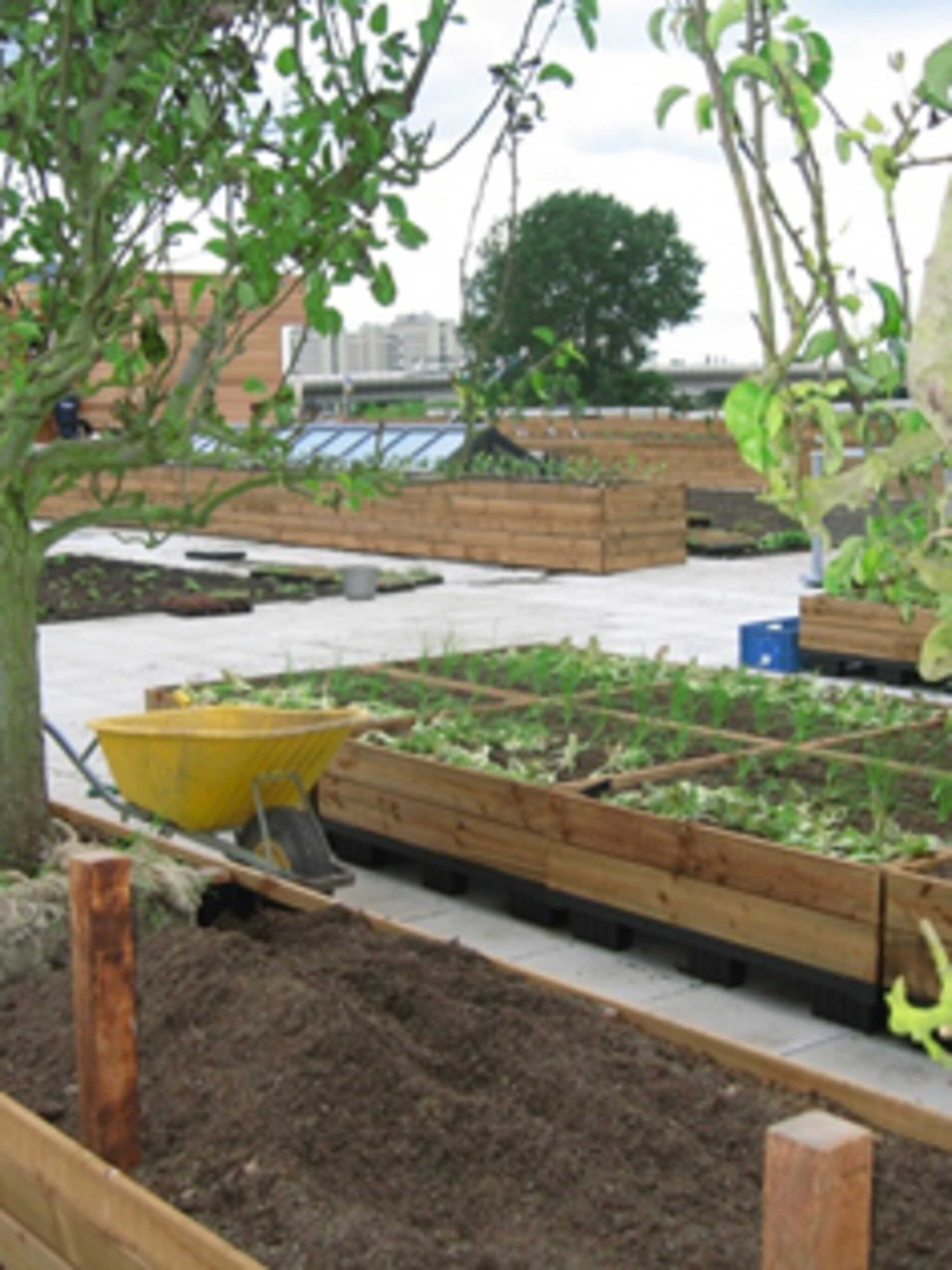 urban farming stadstuinieren