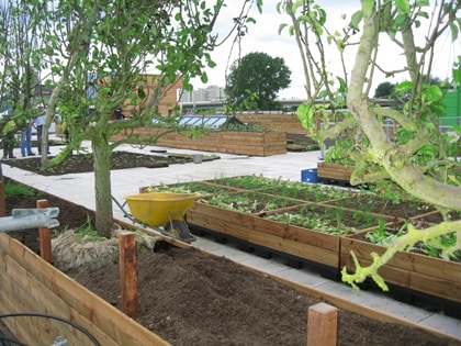 Dakmoestuin Amsterdam Dakmoestuin Amsterdam