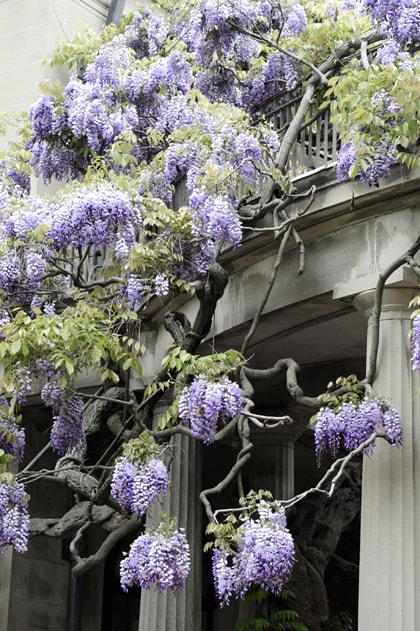 beeld vtwonen Mooiste tuinplant: wisteria (ook wel blauwe regen)
