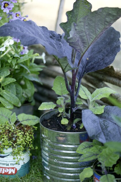 planten in blik zelf maken Zelf maken: planten in blik