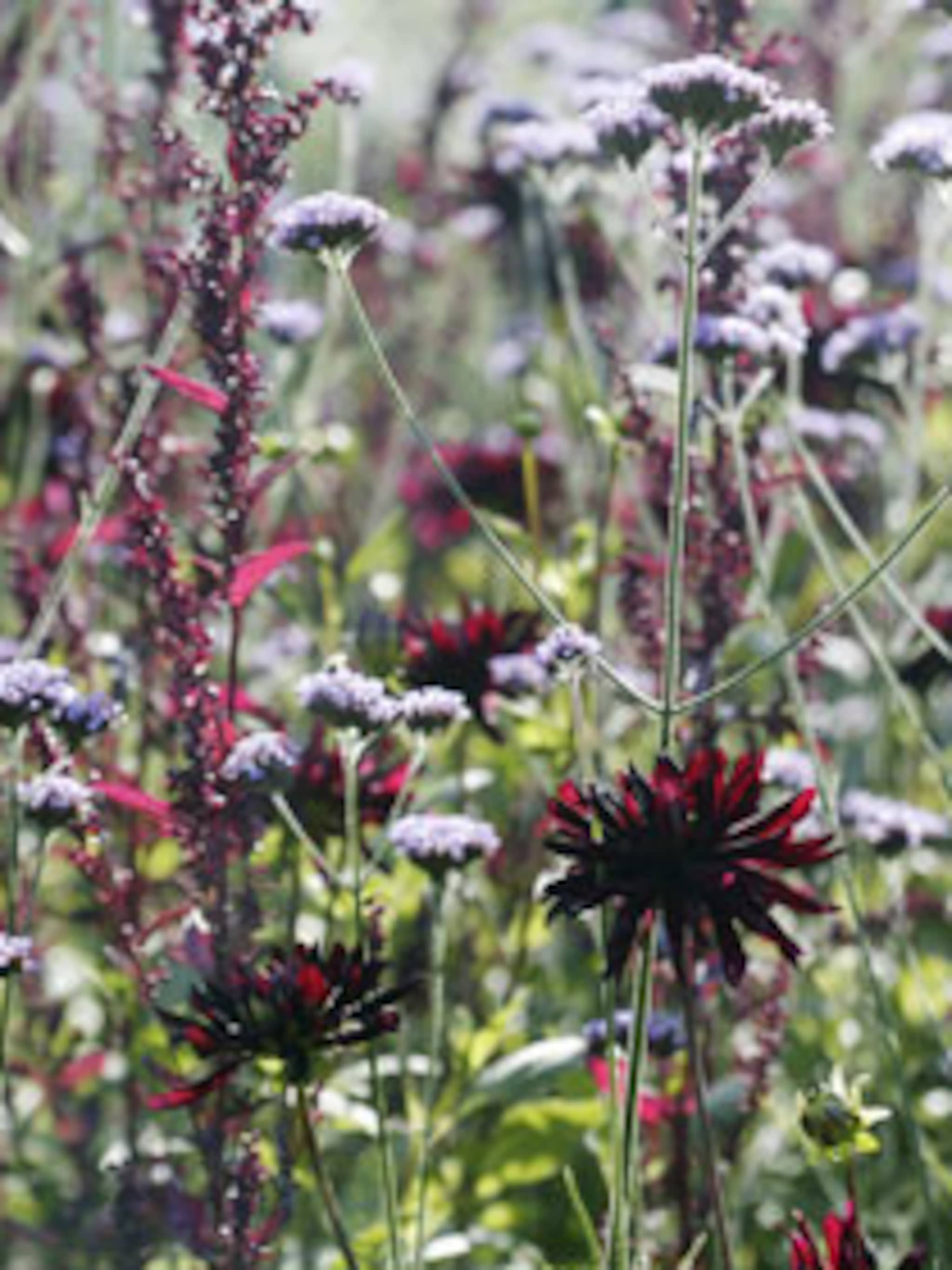 alle plantensoorten