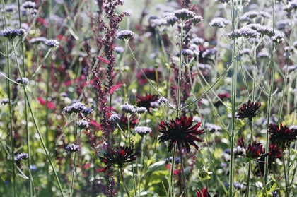 alle plantensoorten alle plantensoorten