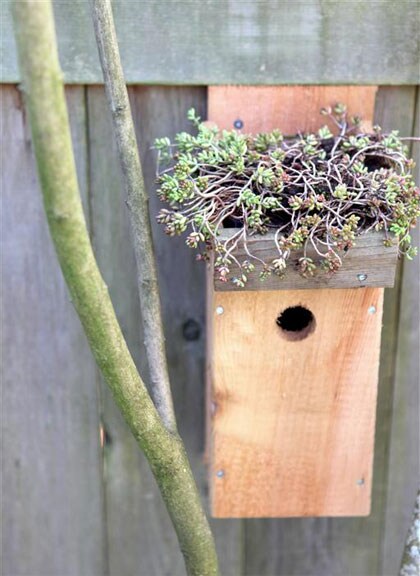 Vogelhuis met groen dak Vogelhuis met groen dak