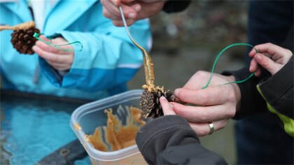 Dennenappel voor vogels maken Dennenappel voor vogels maken