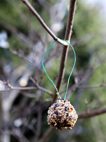 Dennenappel voor de vogels Dennenappel voor de vogels