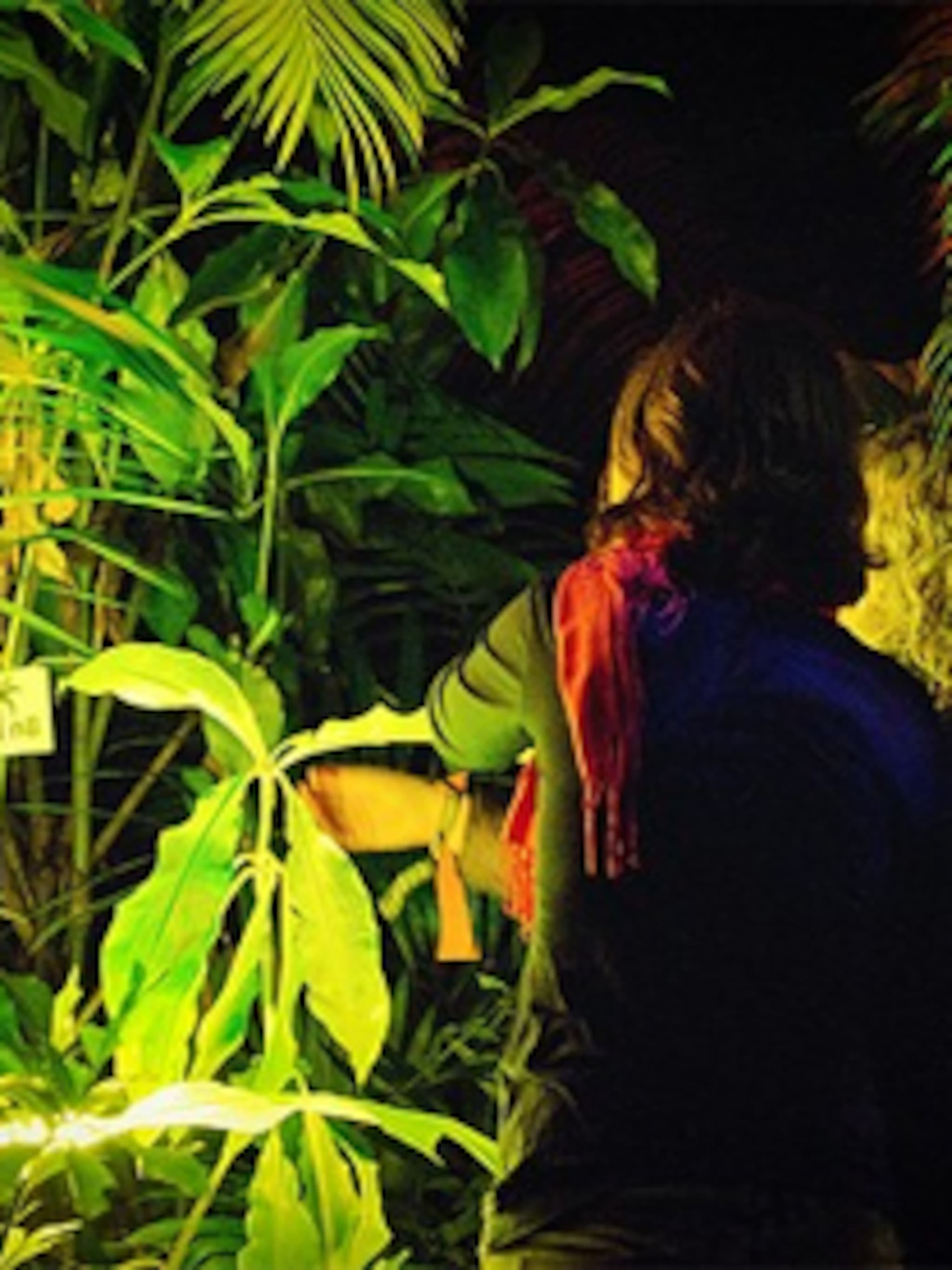 vleesetende planten voeren