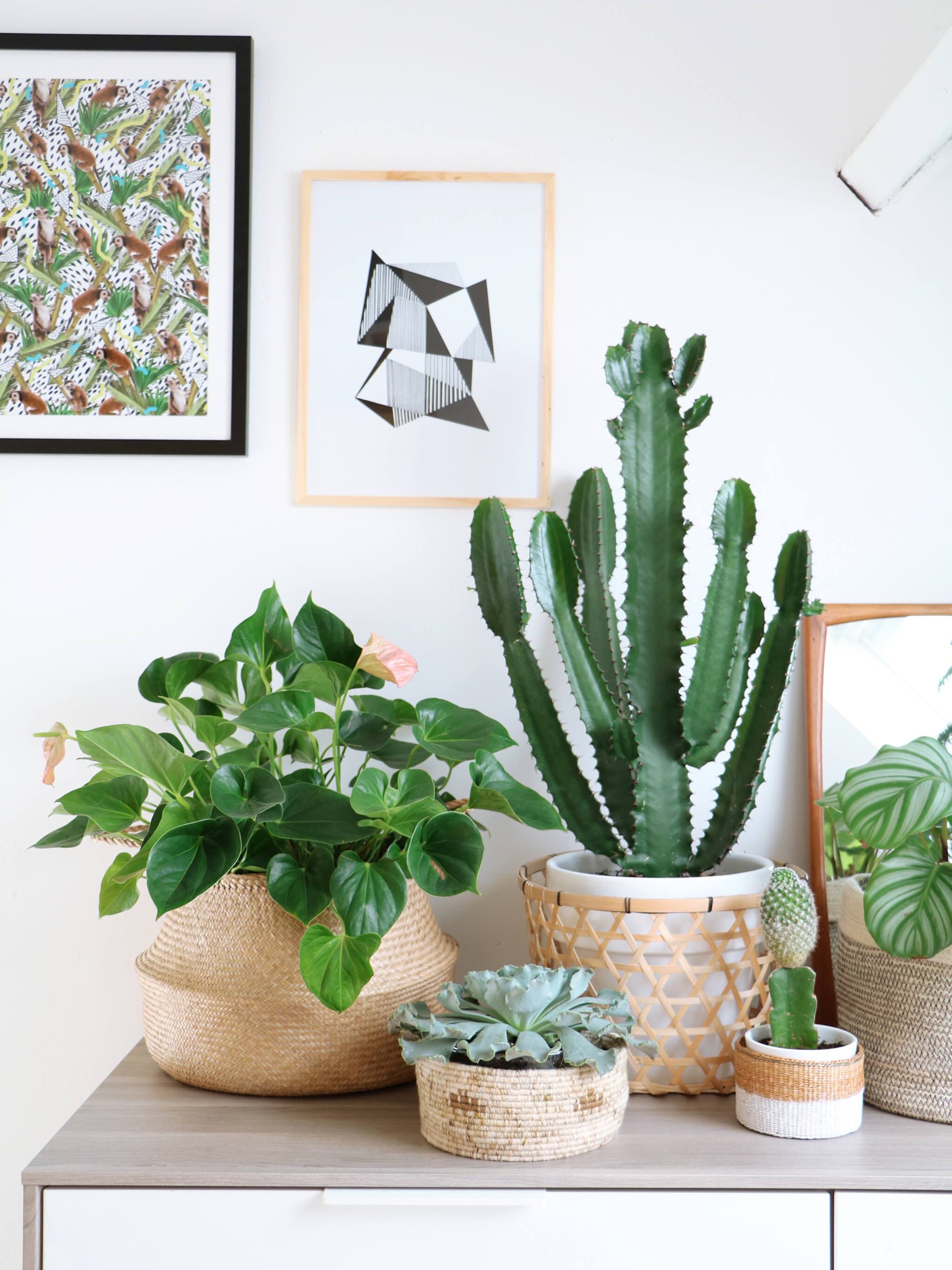 planten in manden