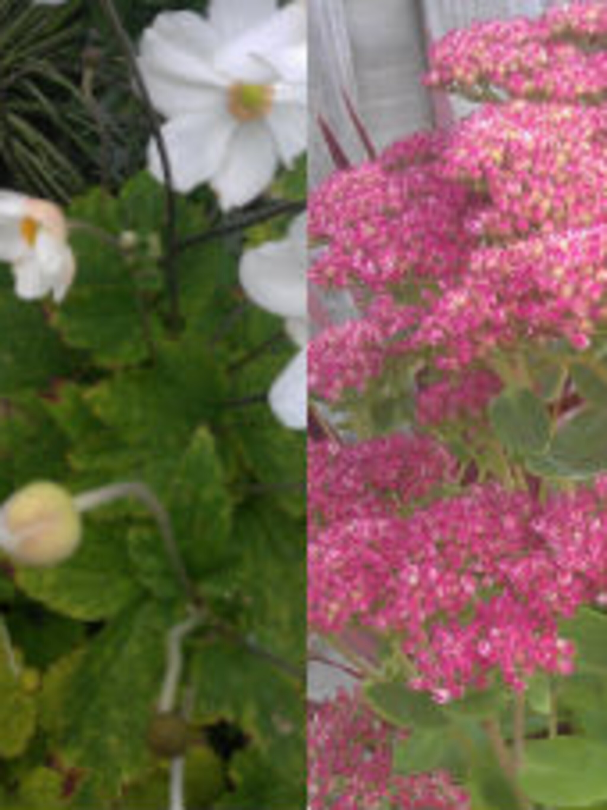 ode aan drie bloeiers
