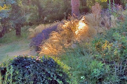 beeld vtwonen Stipa en lavendel