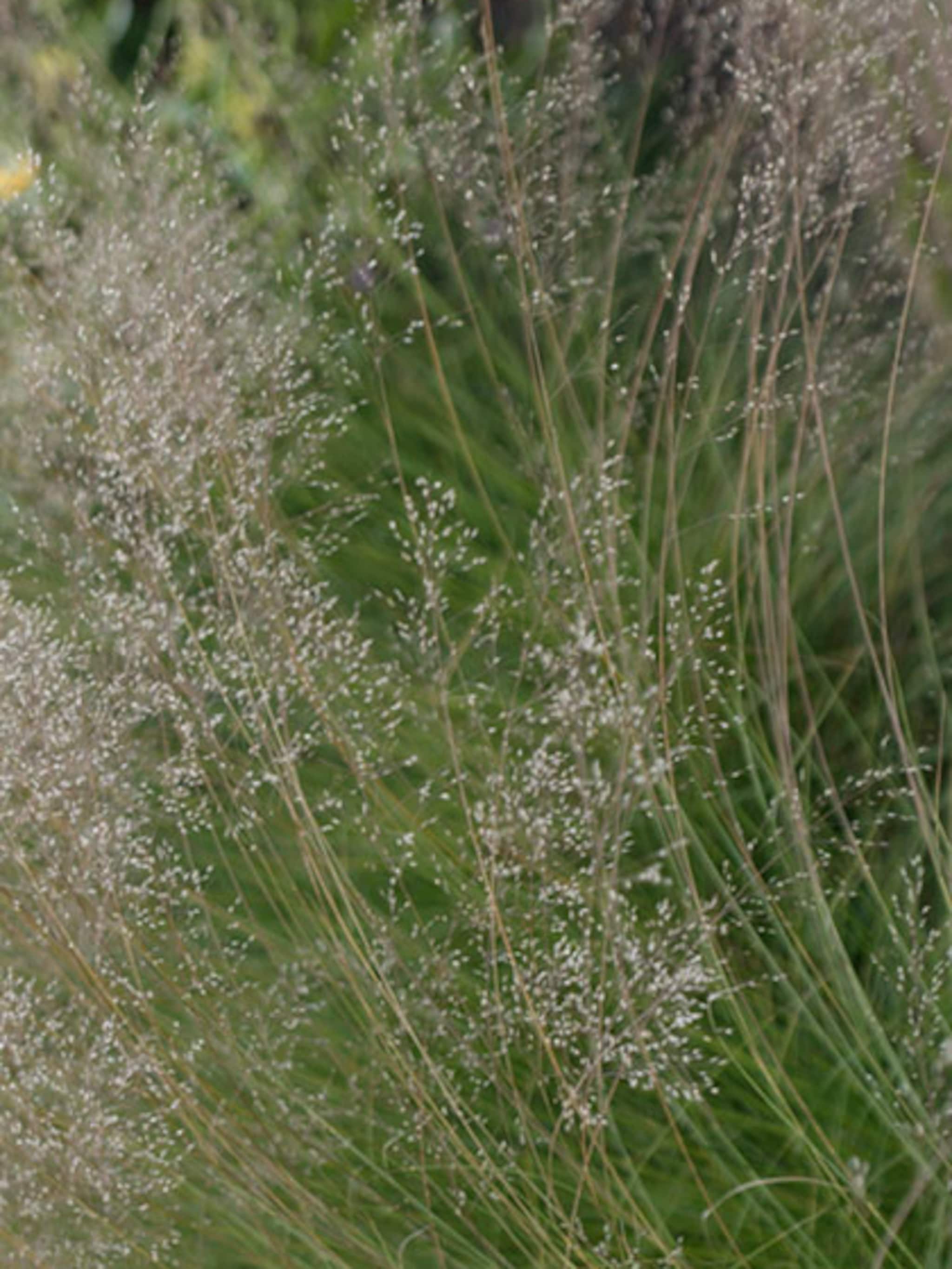 stipa siergras