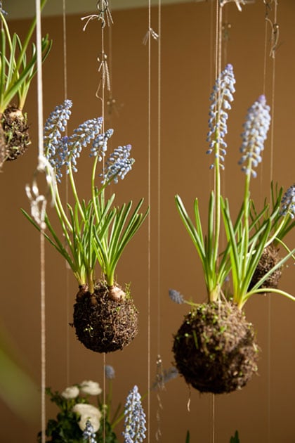String Garden String Garden