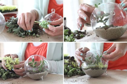 Terrarium maken Terrarium maken