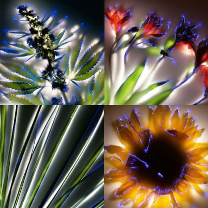 Elektrische planten Elektrische planten