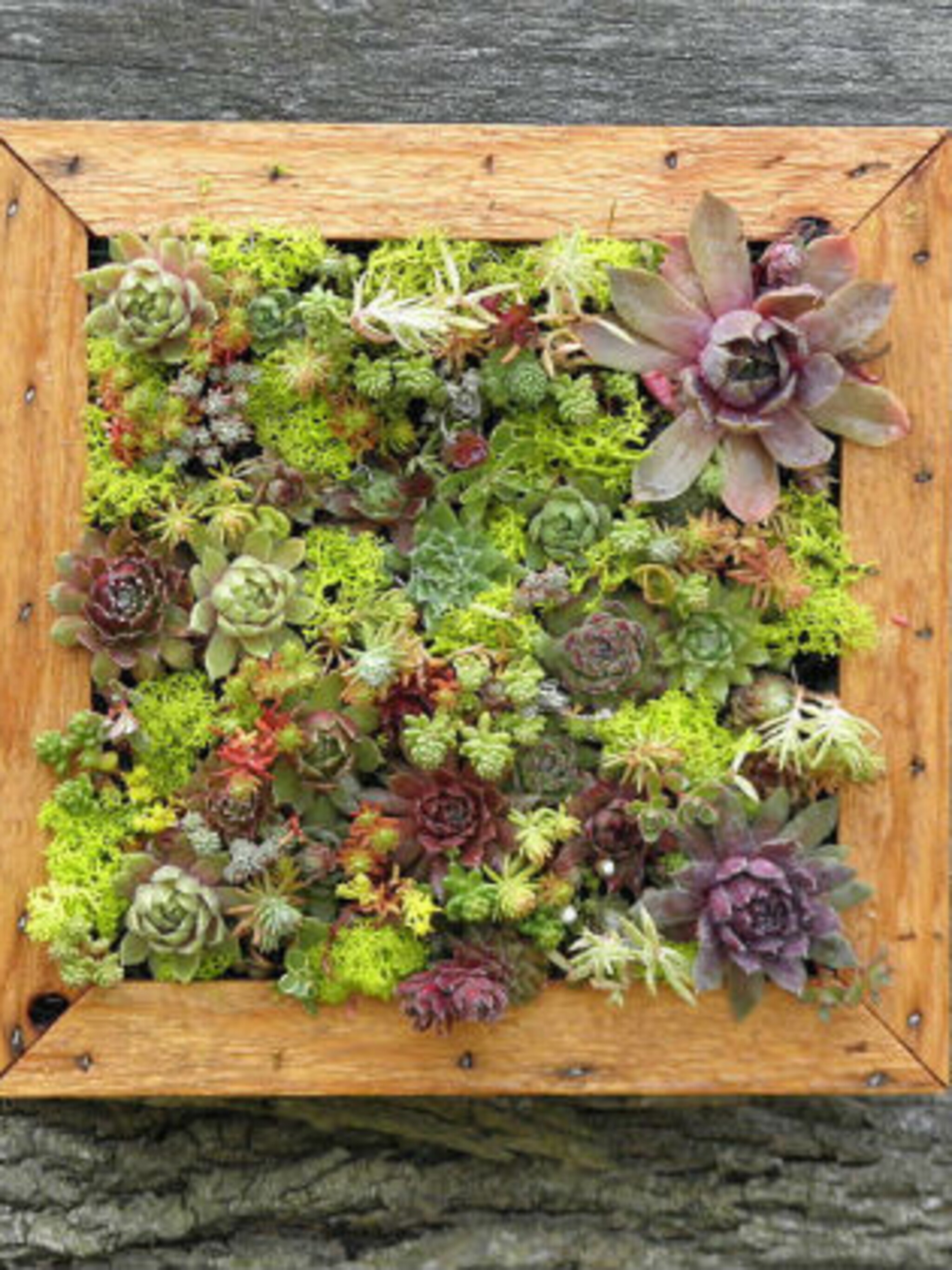 verticale vetplanten