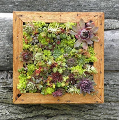 beeld vtwonen Verticale vetplanten