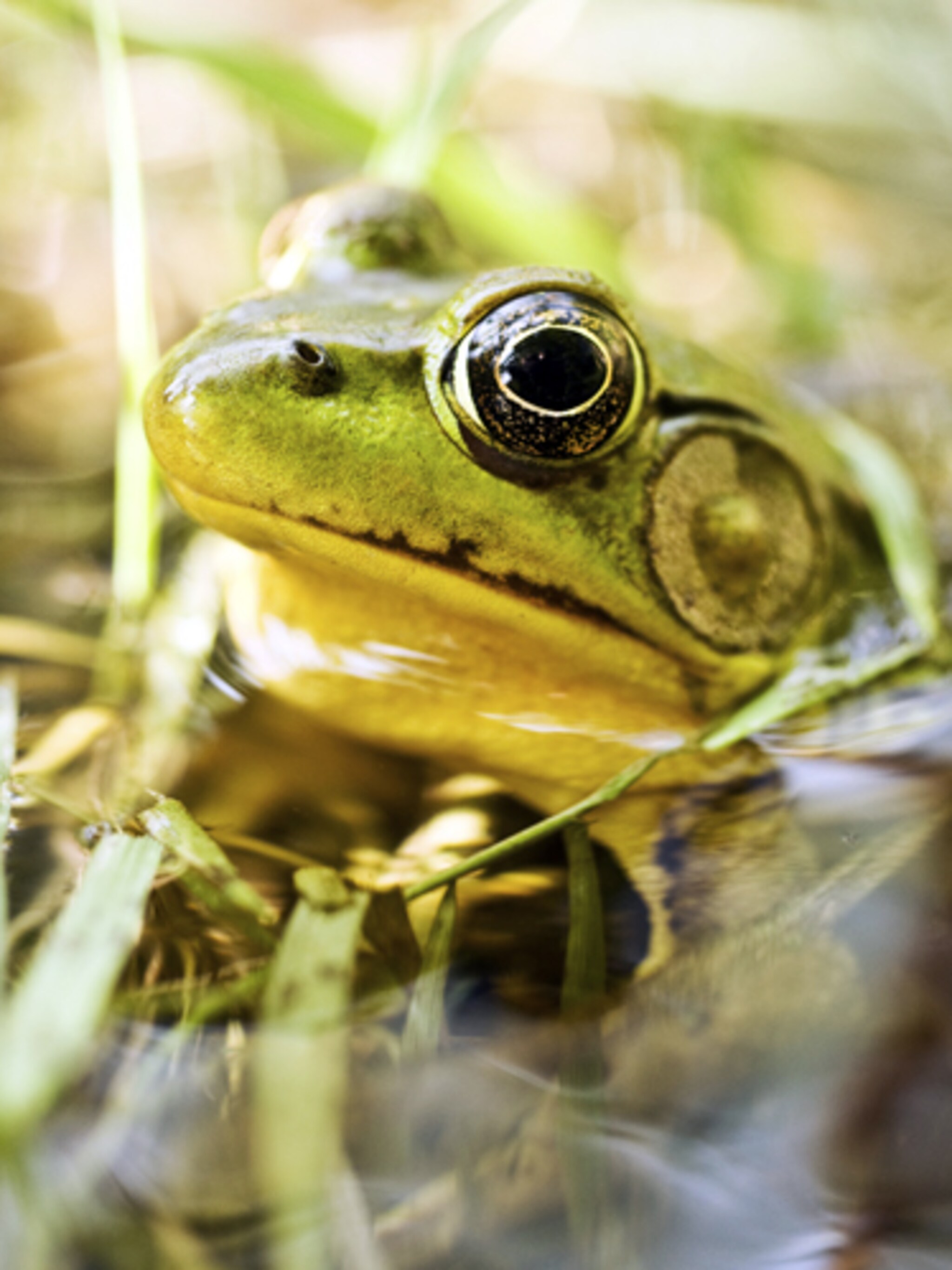 dierenspeurtocht in de tuin