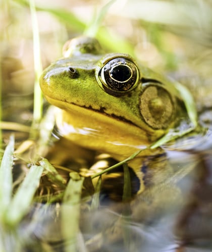 dieren in de tuin