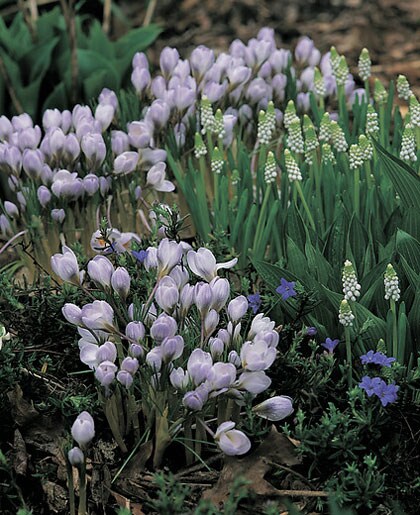 beeld vtwonen Crocus Chrysantus ‘Blue-Pearl'